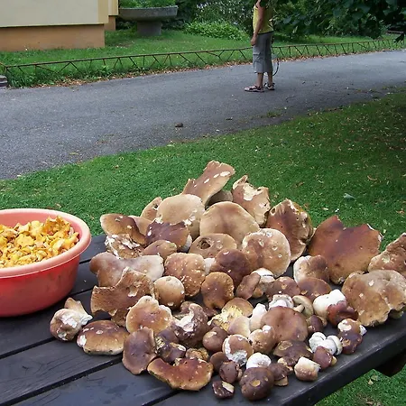 Sluníčko Nová Bystřice