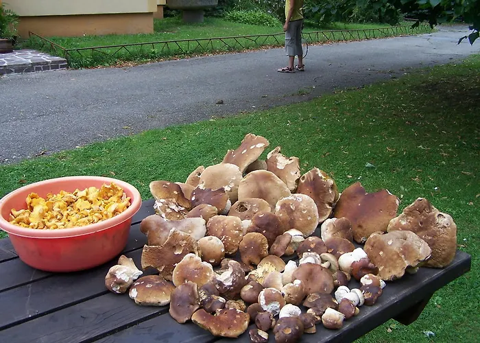 Slunicko Nová Bystřice